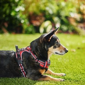 NWT frisco Padded Reflextive Dog Harness Size XL in Red/Black.